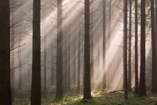 Morgenlicht im Fichtenwald am Eggeweg bei Bad Driburg