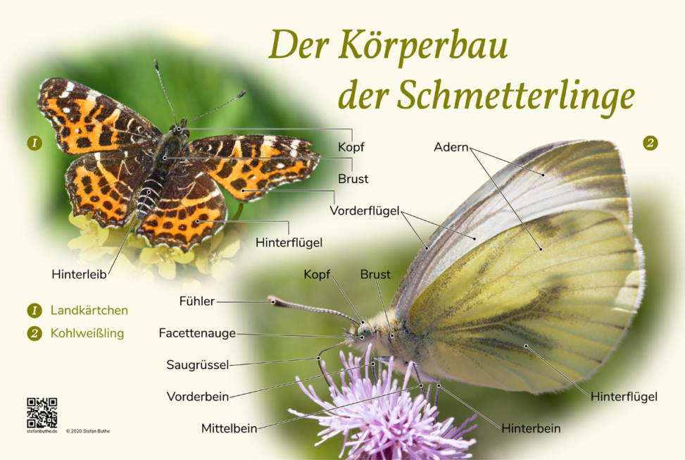Naturlerntafel "Der Körperbau der Schmetterlinge"