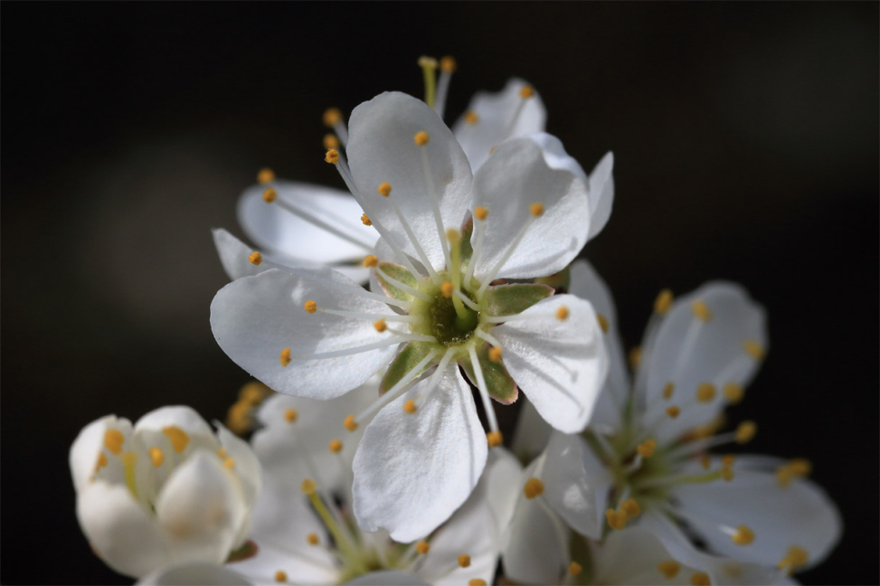 Blüte des Schwarzdorn (Schlehe) (Prunus spinosa)