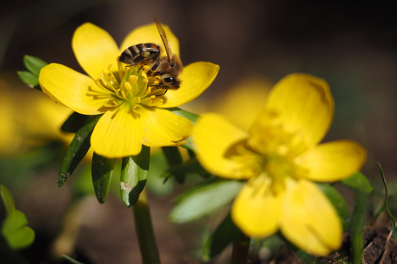 Eine Honigbiene besucht die Blüte des Winterlings (Eranthis hyemalis