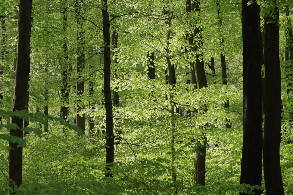 Frühling im Rotbuchenwald
