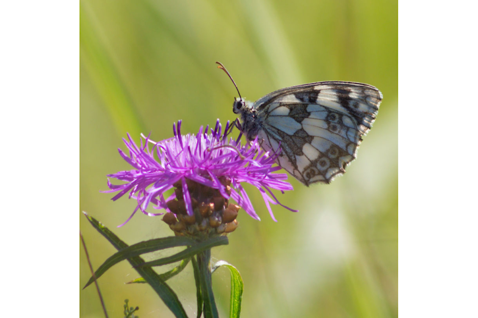 Schachbrett Melanargia galathea