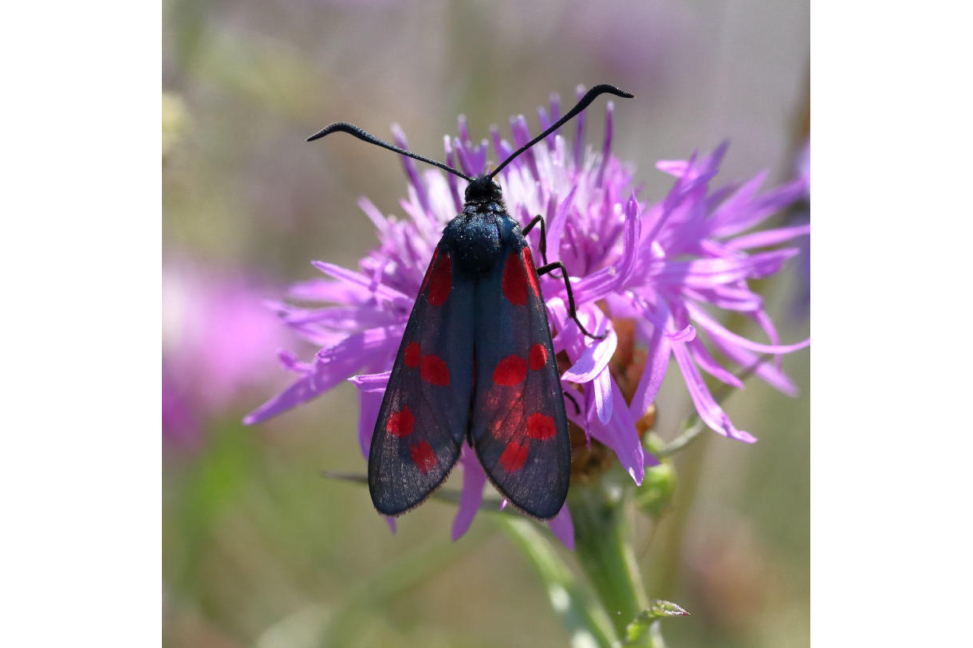 Sechsfleck-Widderchen Zygaena filipendulae (Linnaeus, 1758)