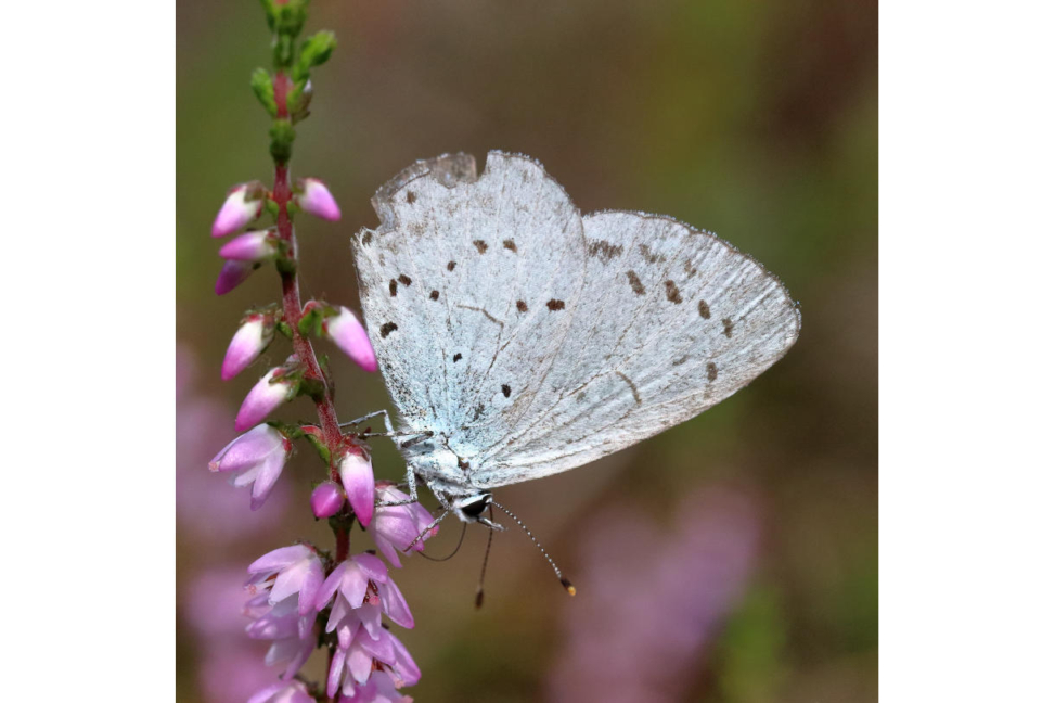 Faulbaum-Bläuling - Celastrina argiolus