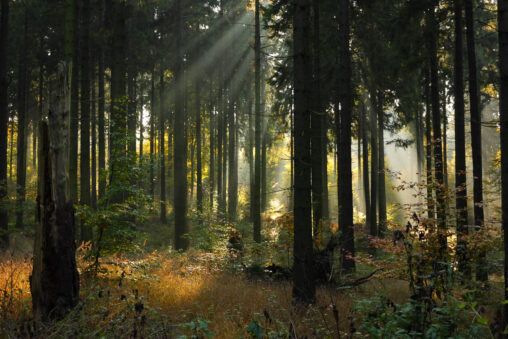 Morgenlicht im Fichtenwald.